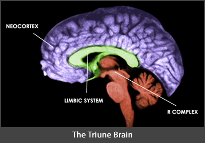 Image showing the human brain illustrating the triune brain