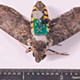 Image of Cyber Moth