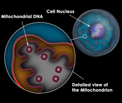 Diagram of mitochondria