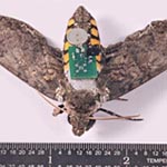 Image of a moth with a SIM computer chip attached to it's back